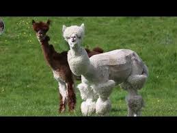 Alpaka Devesi Alpaca Animal
