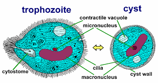 Image result for Balantoides Coli