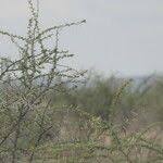 Image result for Acacia nebrownii