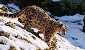 In both running and leaping, the snow leopard is highly how fast is the black panther run? How Much Does A Snow Leopard Weigh Animals Answers