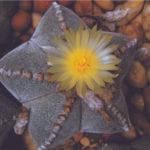 Cover the tray with glass or a clear polythene bag to retain. What Is Cactus Mix How To Make Cactus Soil For Indoor Plants