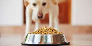 Di solito quelle ad alto. Le Proteine Ad Alto Valore Biologico Robinson Pet Blog