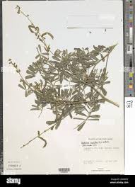 Image result for Tephrosia noctiflora