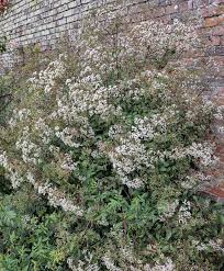 Image result for Ageratinastrum