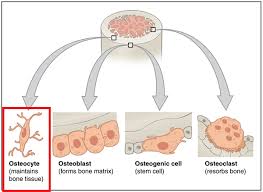 The Skeletal System Bone Formation Mcat 2018 Biology Flashcards Memorang
