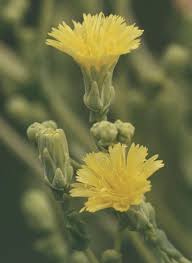 Image result for Lactuca imbricata