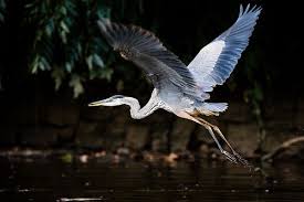 Tall Grey Bird With Black And White Head Great Blue Heron Chesapeake Bay Program Blue Heron Heron Chesapeake