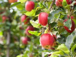Lodi liberty summer rambo dandee red® yellow. Tips Information About Apples Gardening Know How