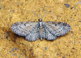 Image result for Eupithecia tenuiata