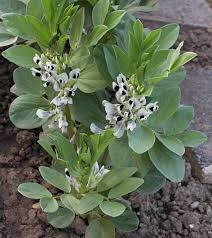 Image result for Vicia faba