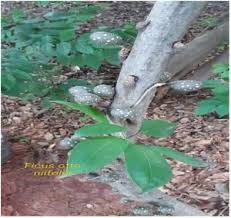 Image result for Ficus ottoniifolia