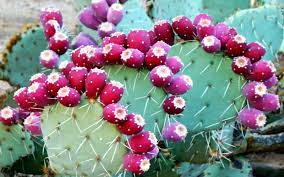 Anyway, it looks like we can grow them in our zone (i don't. Ingredient Spotlight Prickly Pear And Its Many Wonders One Green Planet
