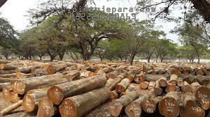 Maybe you would like to learn more about one of these? Jenis Kayu Jati Sebagai Bahan Kusen Pintu Jepara Kusen Pintu Jepara