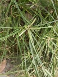 Image result for Cyperus pectinatus