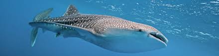 Similarities And Differences Between The Whale Shark And The