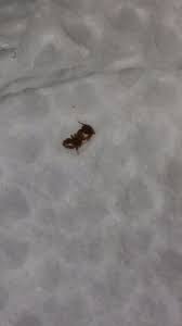 getting rid of bugs in the kitchen