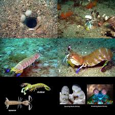 Jun 04, 2021 · this brightly colored crustacean is a peacock mantis shrimp. Dive Dry With Dr Bill 875 I Ll Prey For You Mantis Shrimp Scubaboard