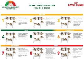 Wellness Wednesday Dog Weight Loss 101 Dailybarker