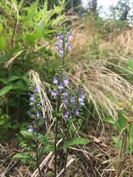 Image result for Scutellaria violascens