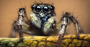 Ca mare este mila ta spre mine si ai izbavit sufletul meu din iadul cel mai de jos. 20 De CuriozitÄƒÈ›i Despre PÄƒianjeni FiinÈ›ele Cu Opt Picioare Incredibilia Ro