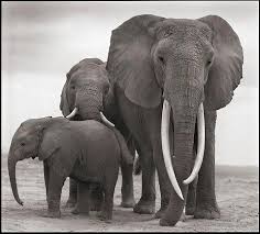 Africa S Ivory Driven Elephant Slaughter Continues A Family Falls Elephant Animals Beautiful Animals