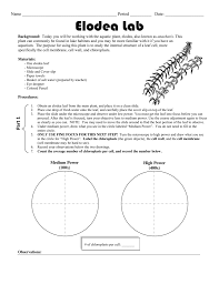 Check spelling or type a new query. Elodea Lab