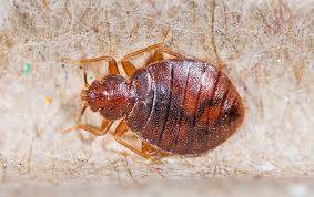 When not feeding, bed bugs hide in a variety of places. How Did I Get Bed Bugs In My Wilmington Home