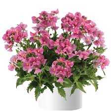 Image result for Nemesia fruticans