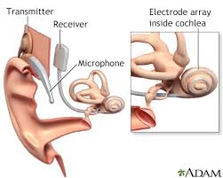 Image result for Cochlea