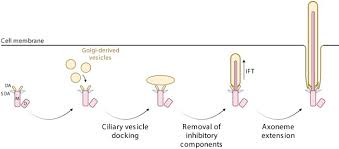 Image result for Centrostigma