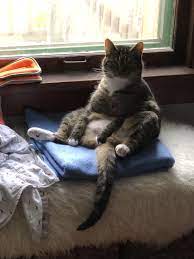 My Cat Sits Like A Person Meow Moe Cats Cat Sitting Funny Animal Photos