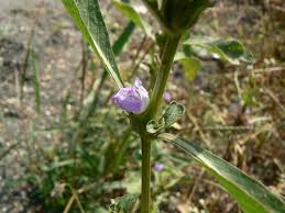 Image result for Hygrophila okavangensis