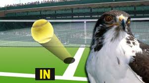 Hawk eye (ojo de halcón) – Nota introductoria | Notas Técnicas ...