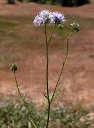 Image result for Gnidia capitata