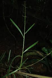 Image result for Eremospatha haullevilleana