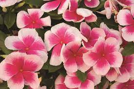 Best Plants That Grow In Pots Page 5 Of 7 Reliable Remodeler Periwinkle Flowers Cool Plants Plants