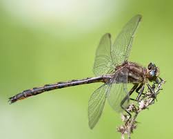 Image result for Pycnostachys orthodonta