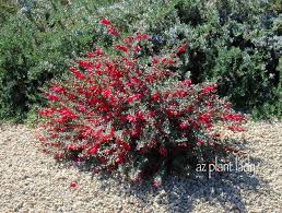 Maybe you would like to learn more about one of these? Low Maintenance Archives Desert Gardening 101
