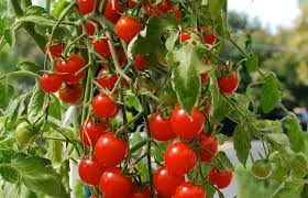 Also, they should be a bit softer when slightly squeezed. Cherry Tomato Plant Does Double Duty As A Design Element Fox News Growing Tomatoes Cherry Tomato Plant Tomato Farming