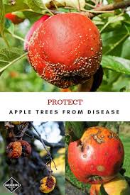 It is like the pests: Learn How To Protect Apple Trees From These Eight Common Diseases Identify Apple Tree Diseases Before It Is T Apple Tree Gardening Apple Tree Care Apple Plant