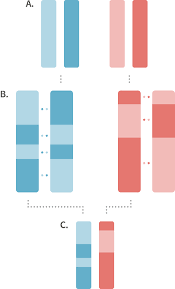 What Is Genetic Inheritance