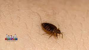 Image result for bed bugs
