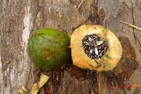 Image result for Panda oleosa