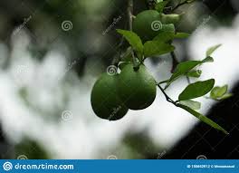 From wikimedia commons, the free media repository. Limbura Nimbura Lebu Nimbu Grune Zitrone Eine Zitrusfrucht Citrus Limon Des Indischen Ursprung Blatter Sind Blasses Es Grun Stockfoto Bild Von Zitrusfrucht Ursprung 155652912