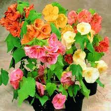 Image result for Abutilon sp.no.1