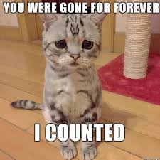 101 Sincere I Miss You Memes To Share With People You Love And Miss Cat Problems Bengal Cat Facts Cat Memes
