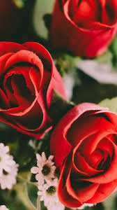 Best rose wallpaper, desktop background for any computer, laptop, tablet and phone. Red Roses Wallpaper Iphone Android Desktop Backgrounds Red Roses Wallpaper Flower Wallpaper Rose Flower Wallpaper