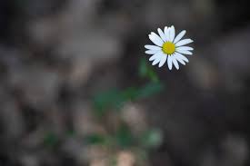 Gary8345 has uploaded 14395 photos to flickr. My 8 Best Tips For Flower Photography Petapixel