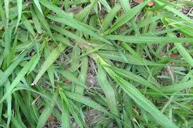 Image result for Paspalum