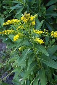Seaside Goldenrod Solidago Sempervirens Solidago Sempervirens The Seaside Goldenrod Or Salt Marsh Florida Native Plants Pollinator Garden Pollinator Plants